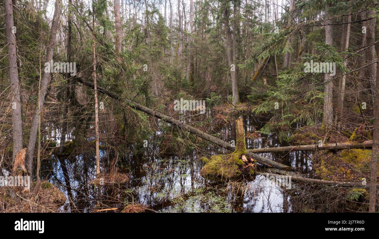 Swapy Waldstand mit gebrochenen Bäumen und stehenden Wasser um, Bialowieza Wald, Polen, Europa Stockfoto