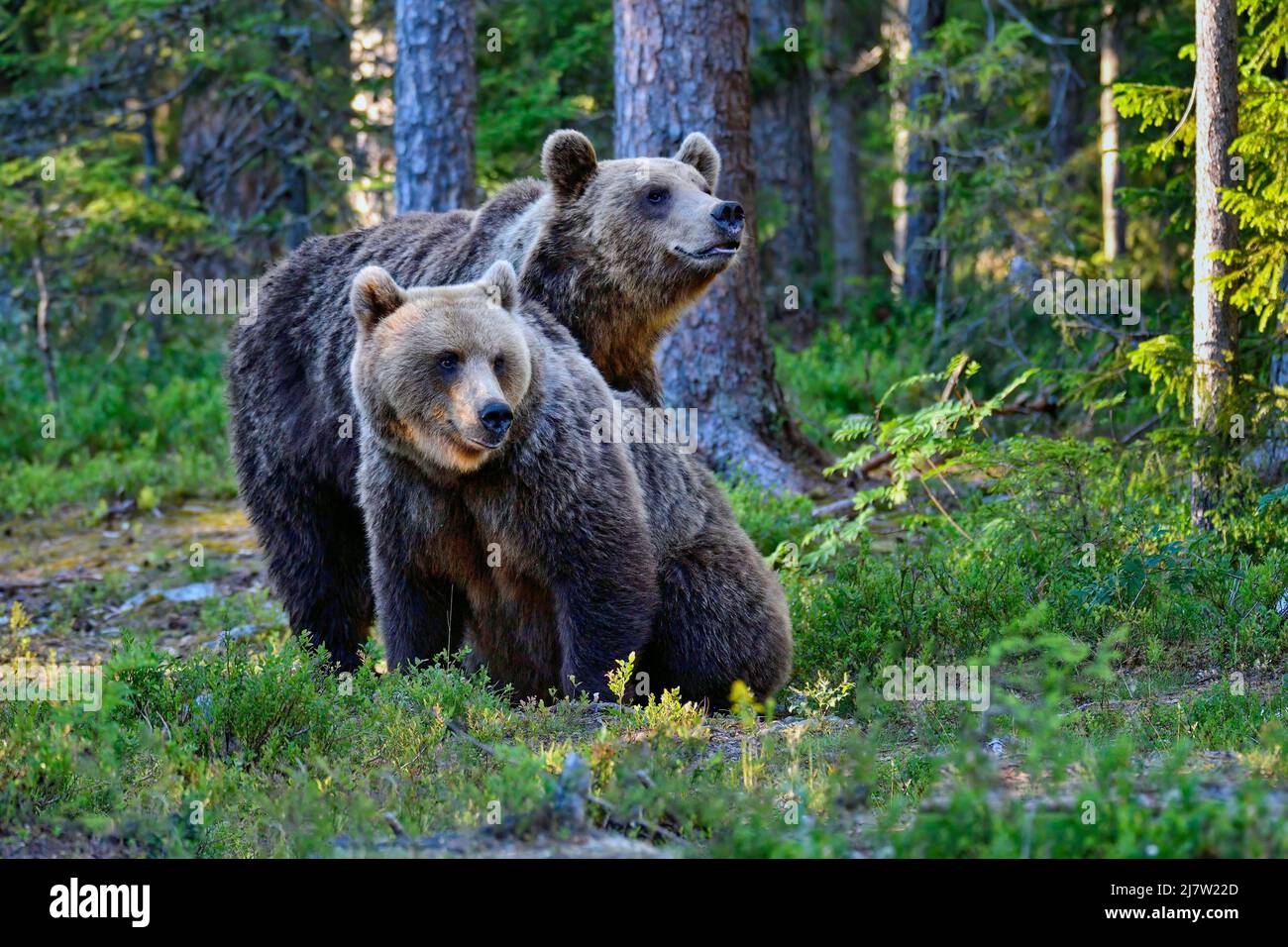Bärenbrüder im Wald in der Abenddämmerung Stockfoto