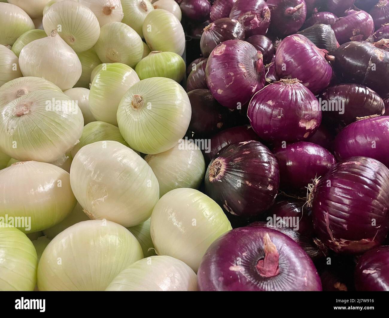 Landwirtschaft, Anbau, Landwirtschaft und Gemüsekonzept: Große Zwiebeln mit roten und weißen Zwiebeln in zwei Reihen. Stockfoto