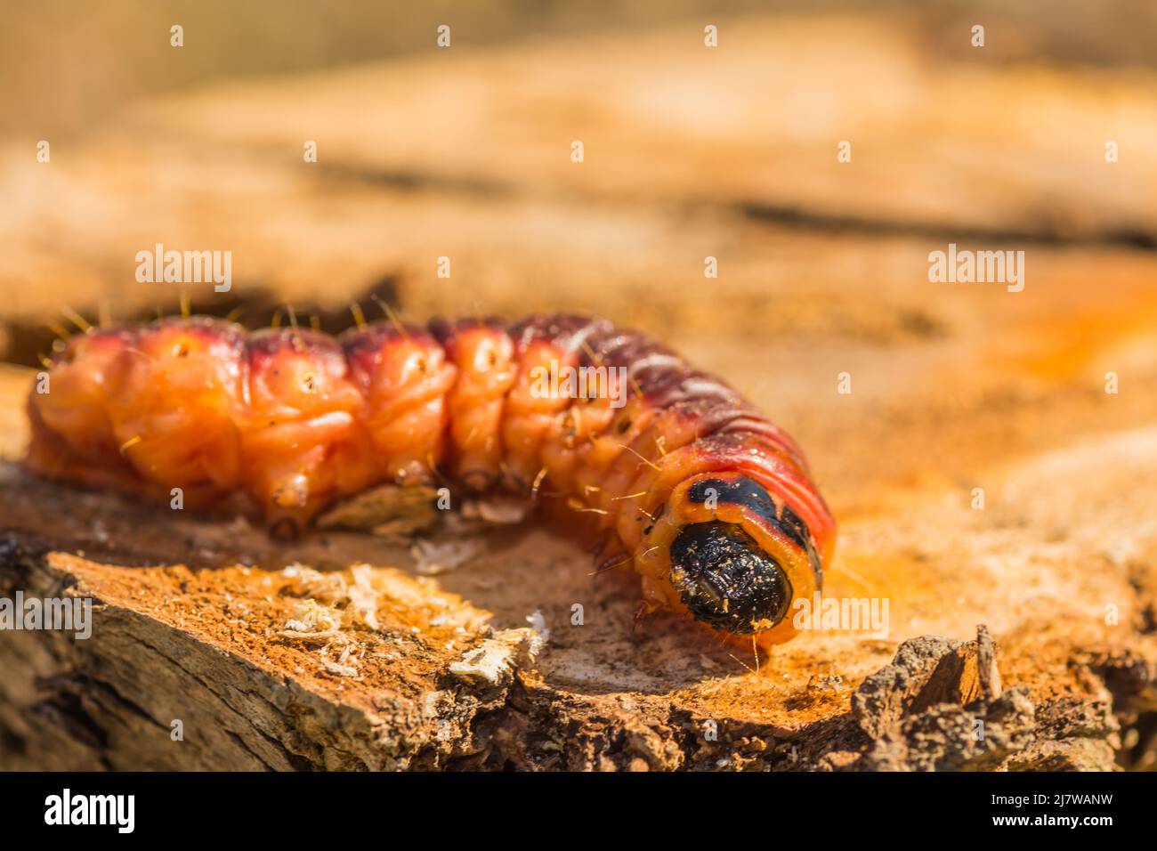 Große Ziegenmotten-Raupe auf einem Weidenbaum-Stamm in der Sonne Stockfoto