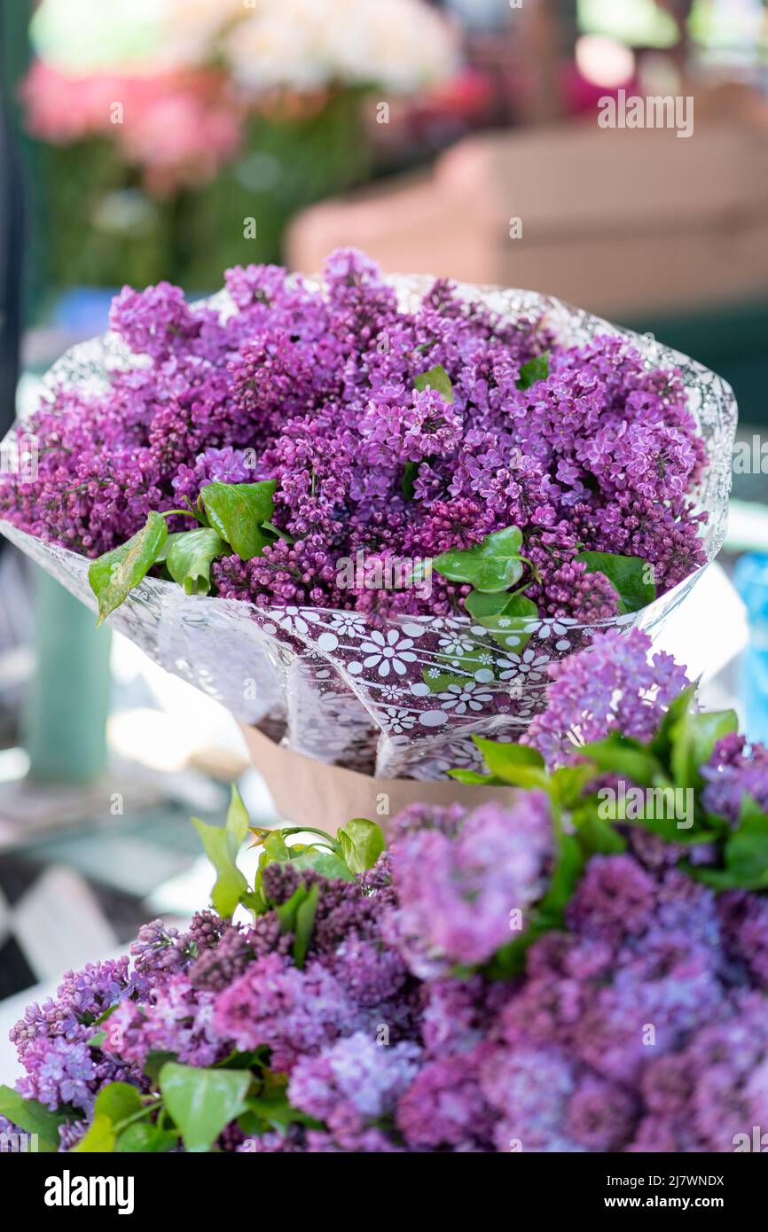 Frische, blühende lila Fliederblüten im Blumengeschäft im Freien. Frühlingsblüte. Stockfoto