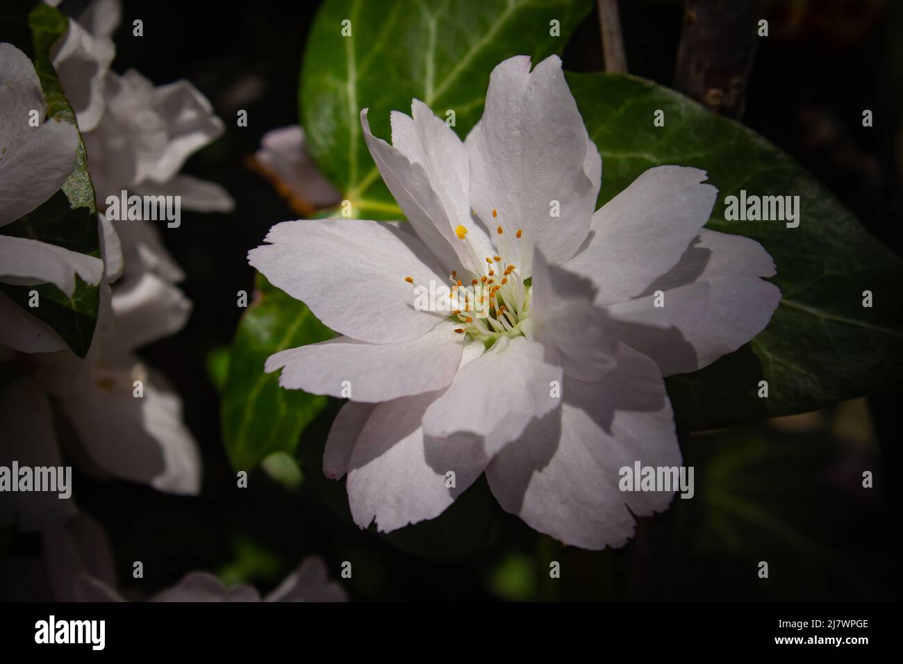 Weisse Frühlingsblume Stockfoto
