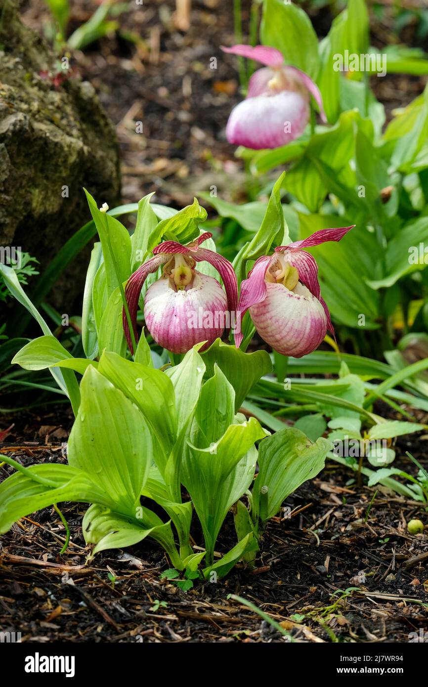 Cypripedium Sabine gx, Lady's Slipper Orchid Sabine gx, Garden Orchid Sabine gx, Hardy Lady's Slipper Sabine gx. Rot geädert, cremefarbene Blüten Stockfoto