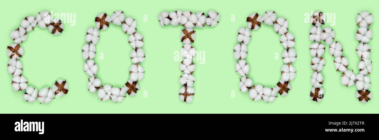 Das Wort Coton aus der französischen Sprache bedeutet Baumwolle aus Baumwollblumen. Konzept des organischen Rohstoffs. Stockfoto