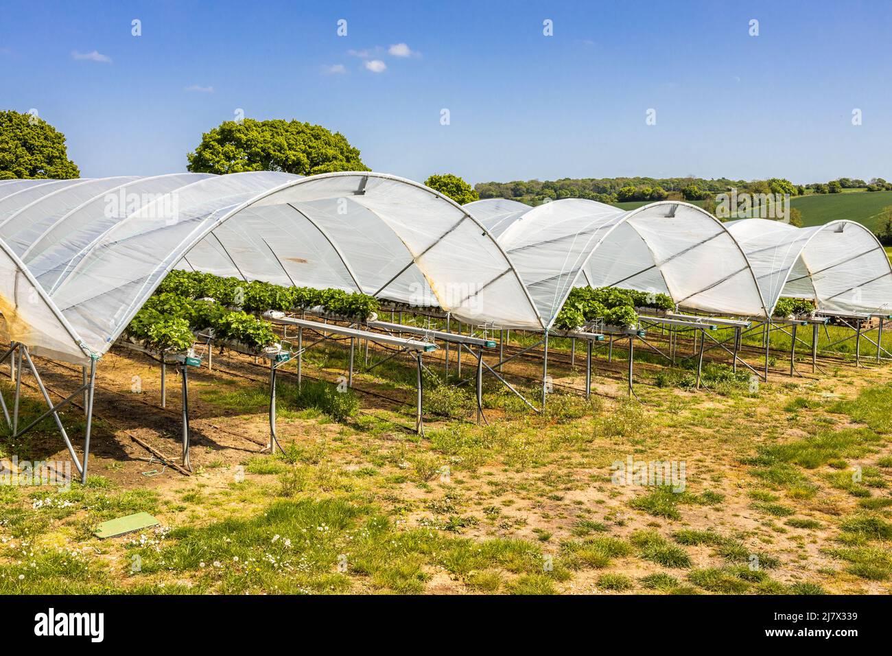 Erdbeeren und Himbeeren wachsen in Tunneln oder Reifehäusern zum Schutz für die kommende Ernte Ihrer eigenen Obstsaison Stockfoto