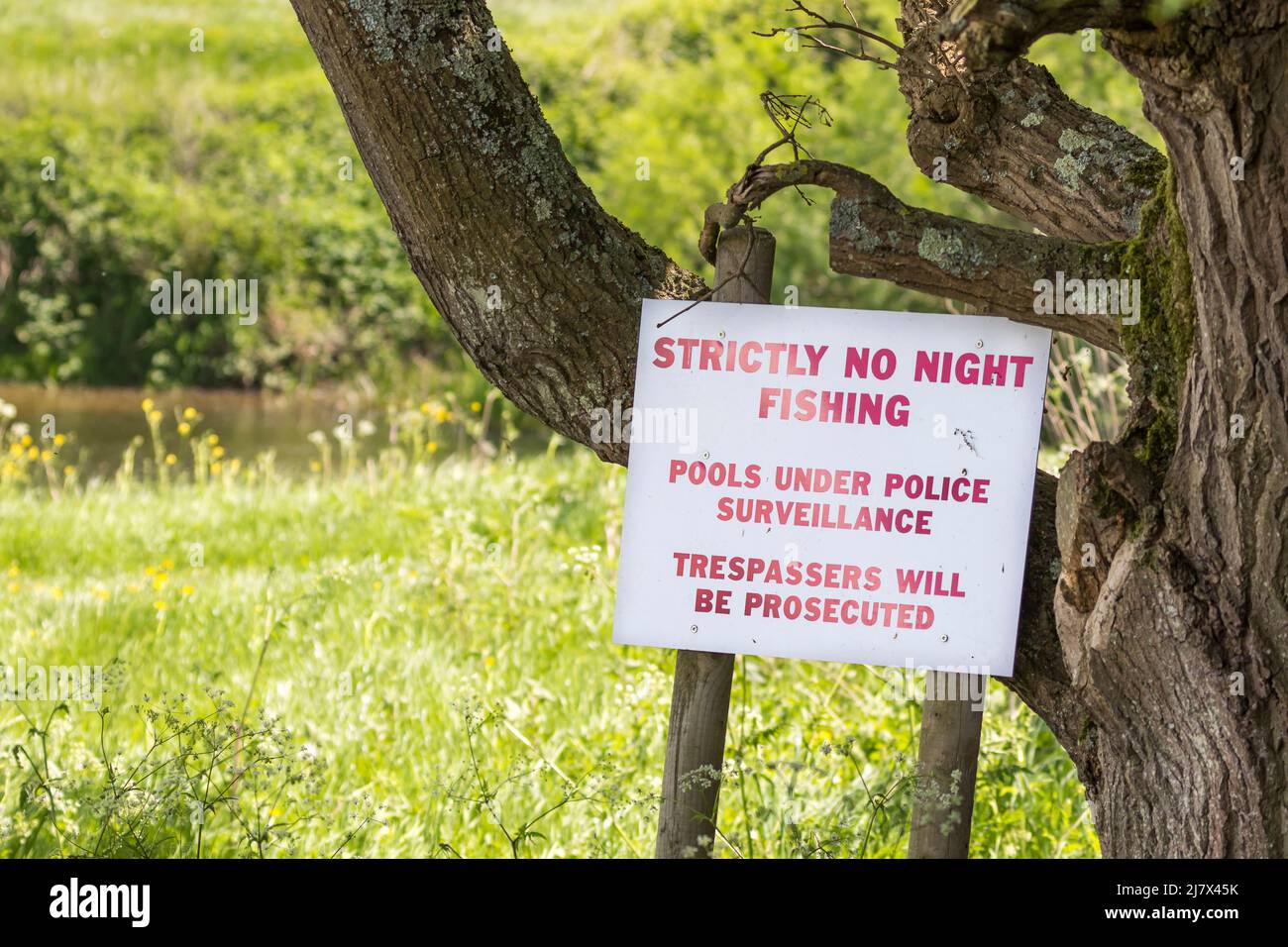 Ländliche Schilder: Streng keine Nacht Angeln / unter Polizei Überwachung Schild von Baum an einem sonnigen Tag mit UK-Fluss im Hintergrund isoliert. Stockfoto