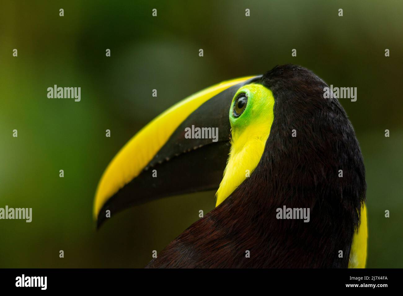 Schwarzmandiblierte Toucan (Ramphastos ambiguus), früher bekannt als Kastanienmandiblierte Toucan, Kolumbien Stockfoto