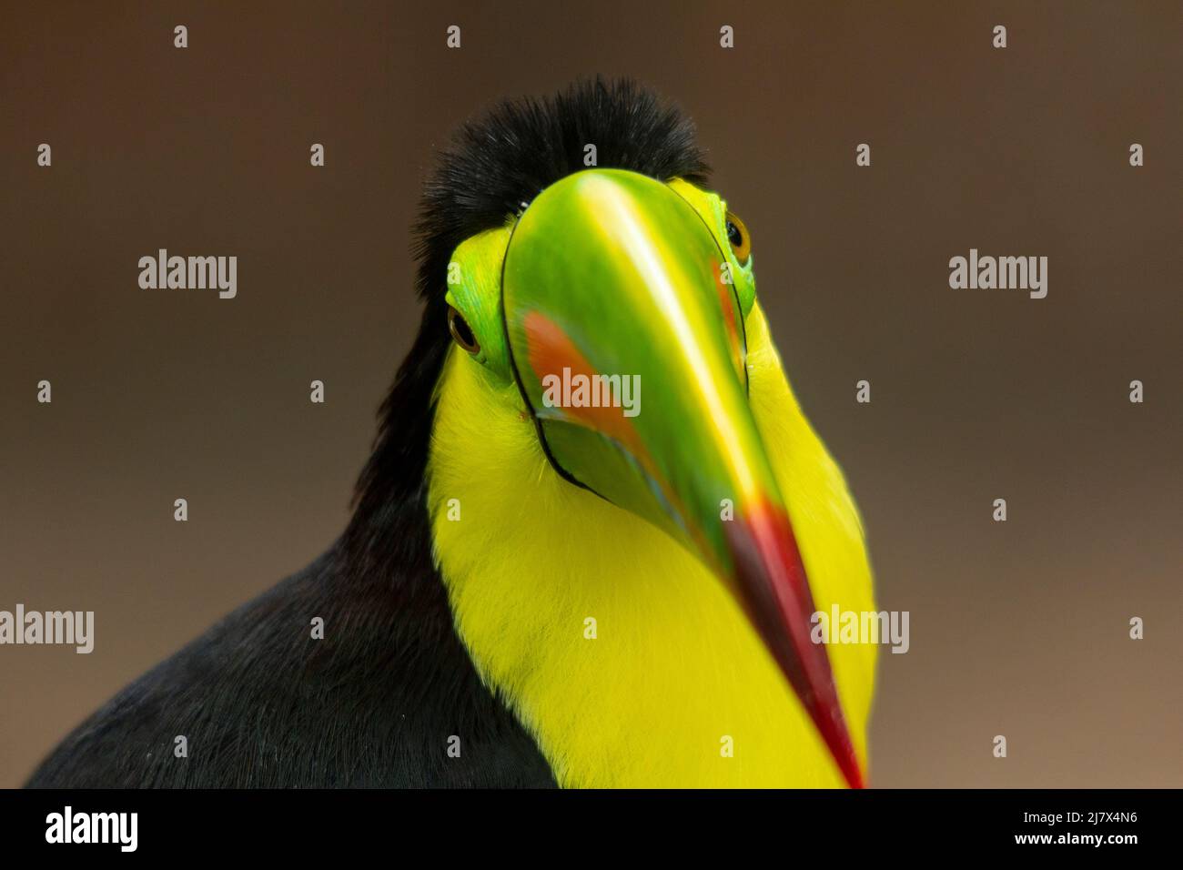 Kielschnabel-Toucan (Ramphastos sulfuratus)-Kopfschuss mit dem farbenfrohen Schnabel, Kolumbien Stockfoto