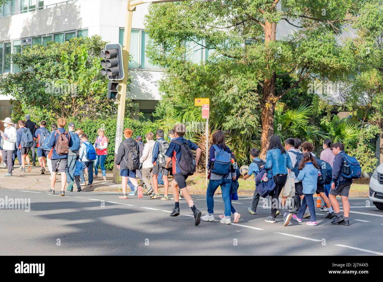 Australische Schulkinder im Bundesstaat New South Wales, die Rucksäcke tragen, einige davon in Begleitung von Erwachsenen, überqueren an einer belebten Fußgängerüberführung Stockfoto