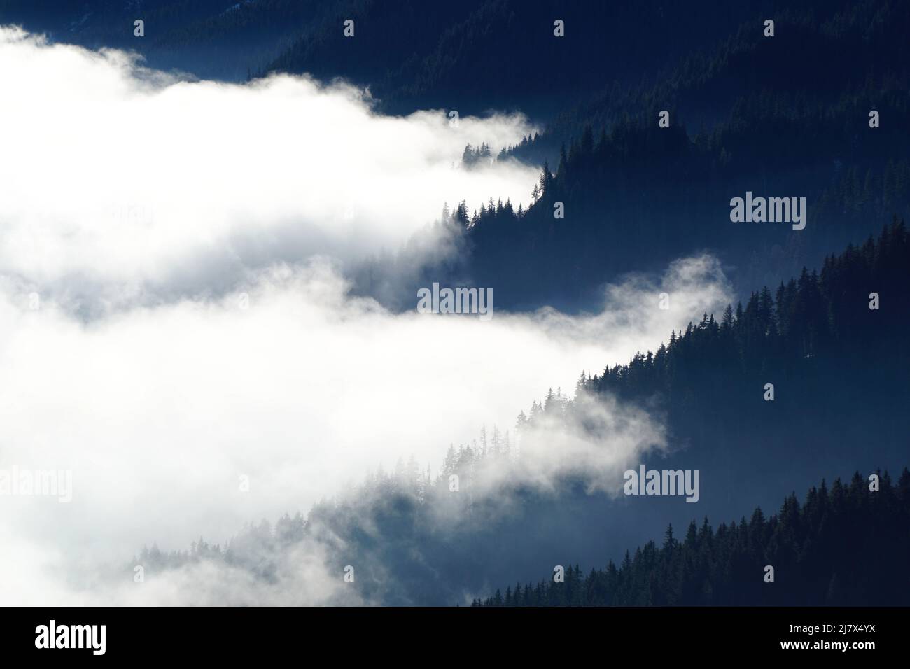 Weißes Wolkenmeer trifft auf Nadelwald in den Karpaten, Rumänien Stockfoto