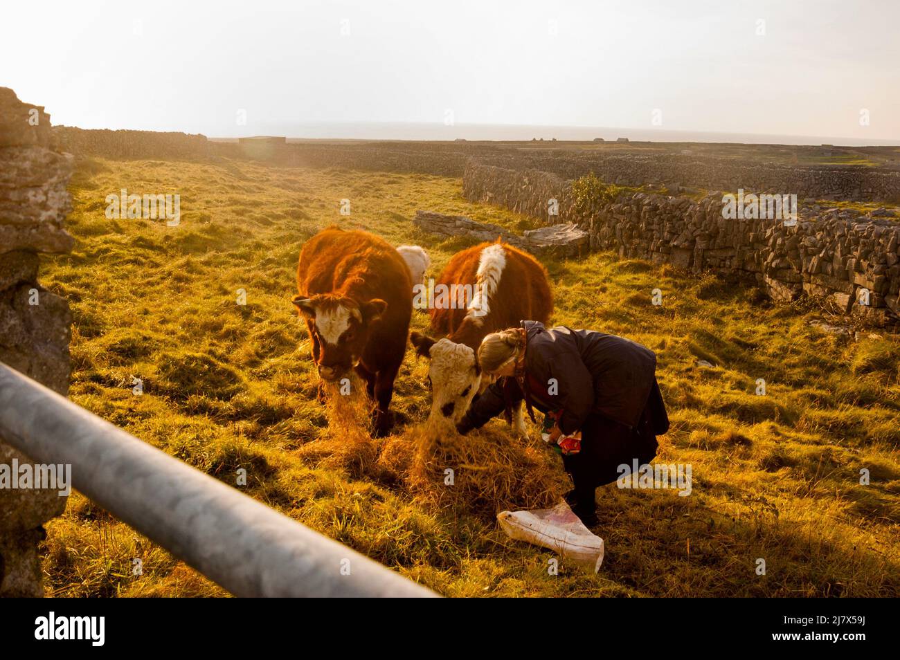 Inishmaanischer Landwirt, der Kühe füttert, auf der Insel Aran, einer Hochburg der traditionellen irischen Kultur. Stockfoto