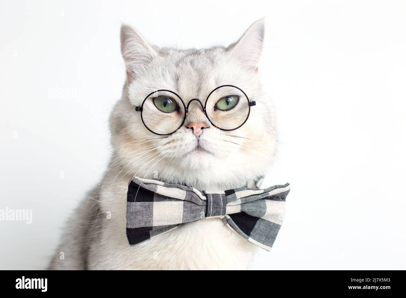 Lustige weiße Katze in einer grauen Fliege und Brille, auf weißem Hintergrund. Stockfoto