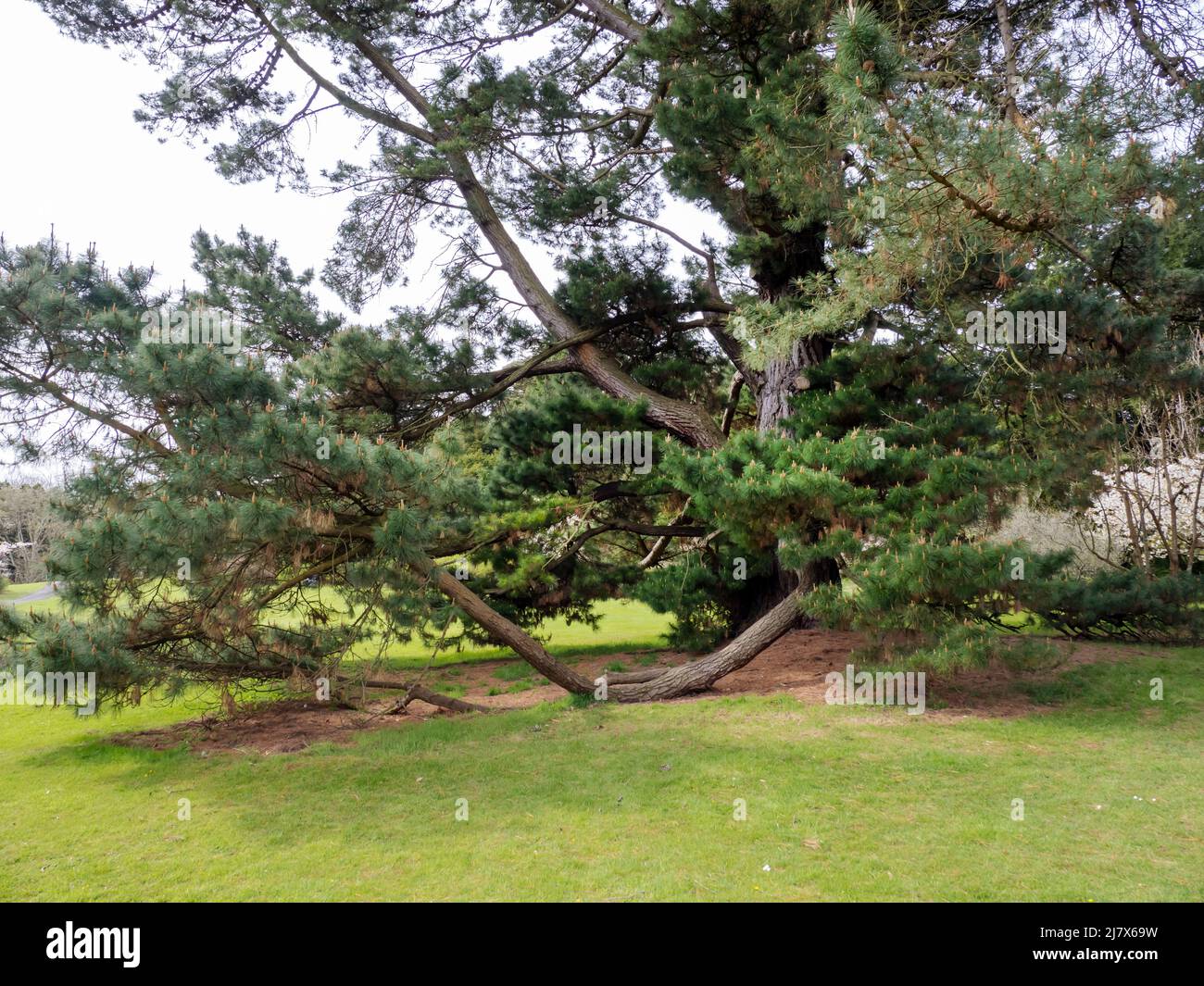 Ein großer Nadelbaum bei Plas Newydd auf Anglesey, Wales, Großbritannien. Stockfoto