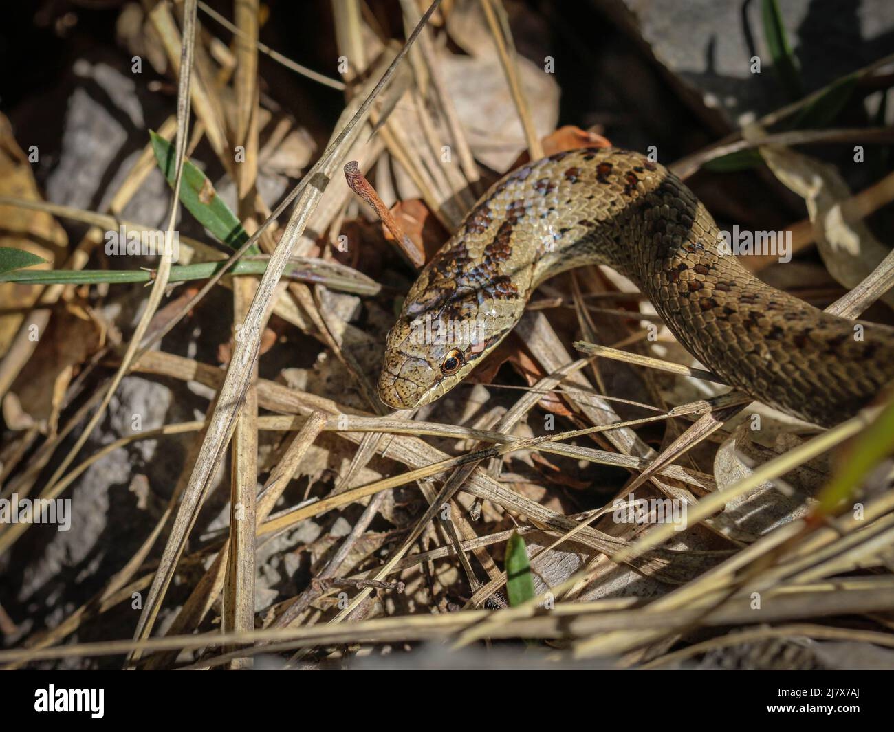 Kopf der glatten Schlange (Coronella austriaca) im Südwesten Serbiens Stockfoto