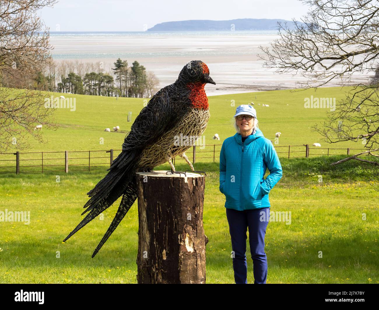 Eine Korbschwalbe in Penrhyn Castle, Bangor, North Wales, Großbritannien. Stockfoto