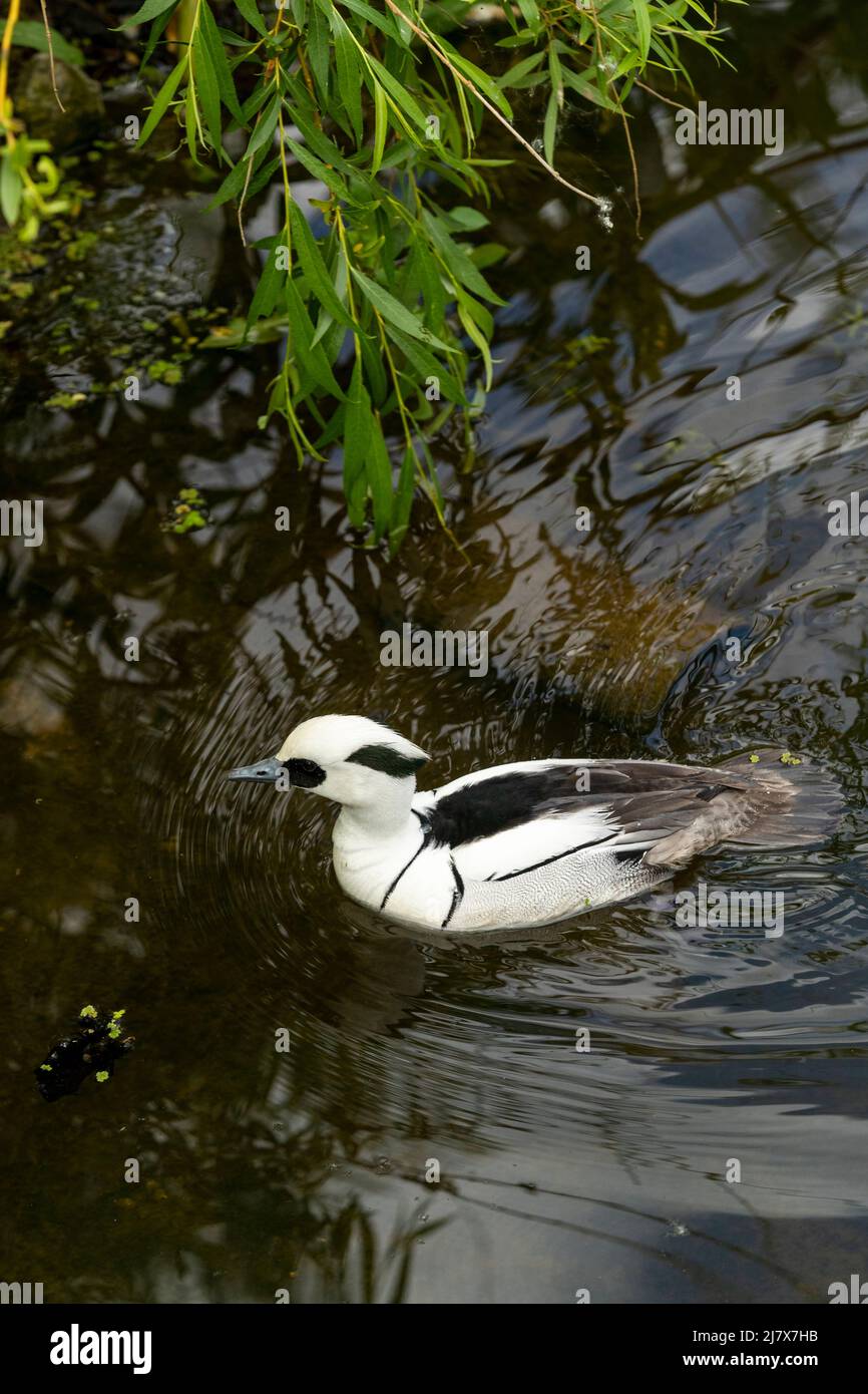 Drake Smew. Slimbridge WWT Stockfoto