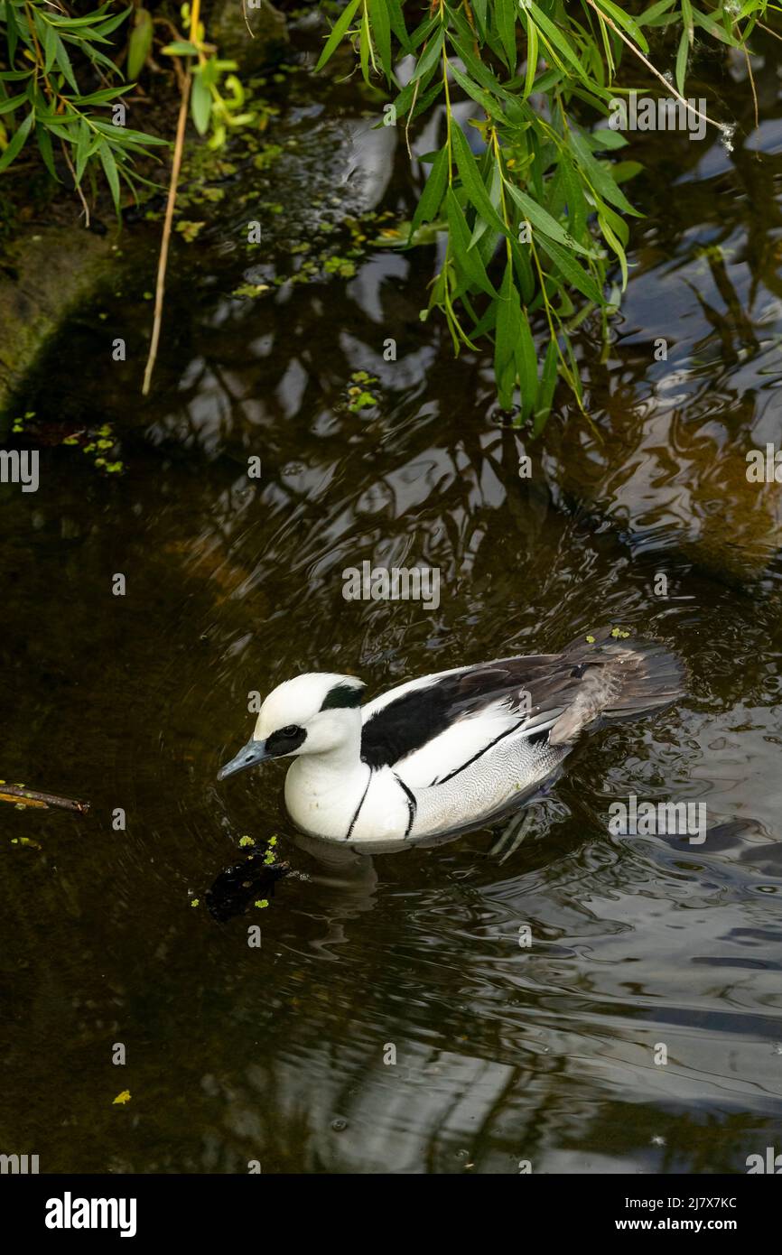 Drake Smew. Slimbridge WWT Stockfoto