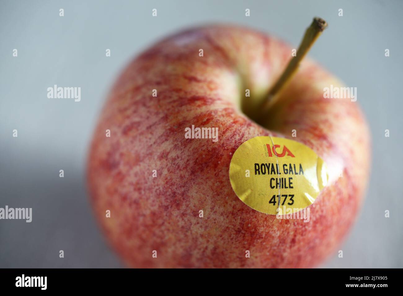 Ein Royal Gala Apfel aus Chile. Stockfoto