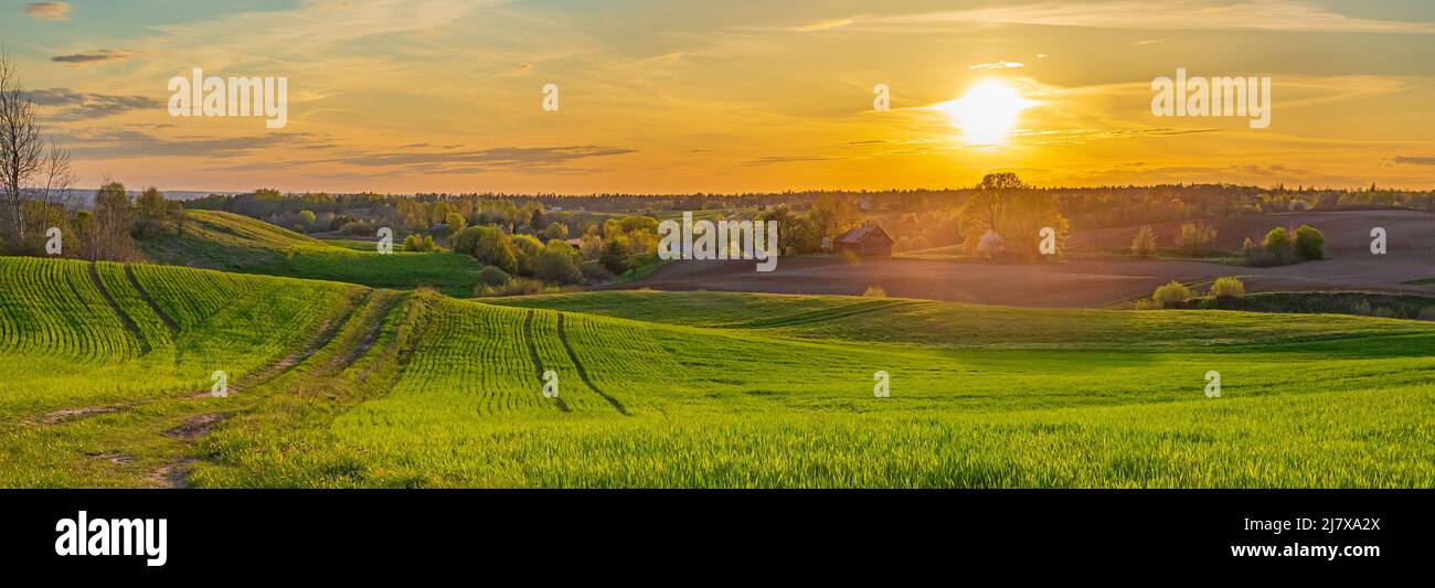 Grüne Feldlandschaft im Frühling, frisches grünes Gras mit warmem Sonnenlicht Stockfoto