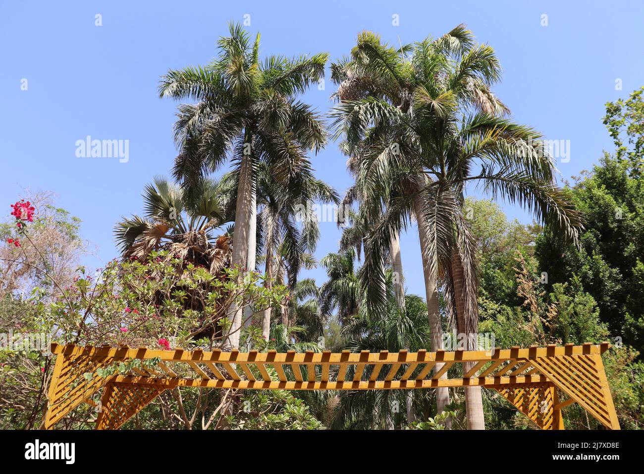 Kubanische Königspalme (Roystonea regia) mit klarem blauen Himmel Stockfoto