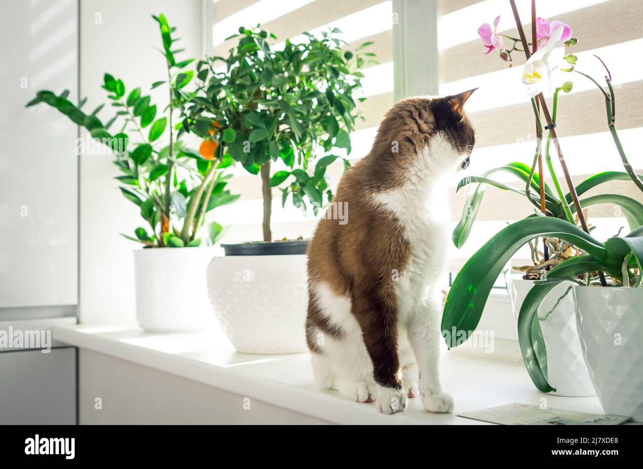 Die selbstgewachsene siamkatze sitzt auf der Fensterbank und schaut durch das Fenster. Haustier ist von innen gewachsenen dekorativen Pflanzen in weißen Blumentöpfen umgeben. Stockfoto