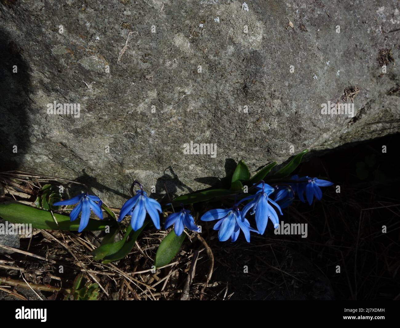 Die erste Scilla siberica dieses Frühlings, die mit gebeugten Köpfen nahe an einem großen Felsen steht. Ursprünglich eine alte Gartenpflanze, die zu einer wilden Blume wurde Stockfoto