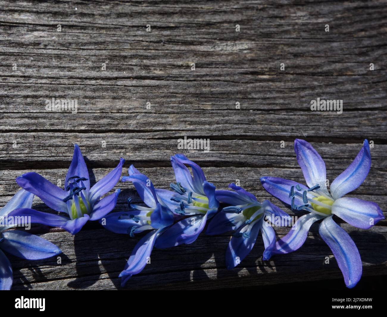 Die schöne blaue Frühlingsblume Scilla siberica legte sich in einer Reihe auf ein Holzbrett. Ideal für die Verwendung als Karten, Einladungen oder das Einfügen eines Bildes. Stockfoto