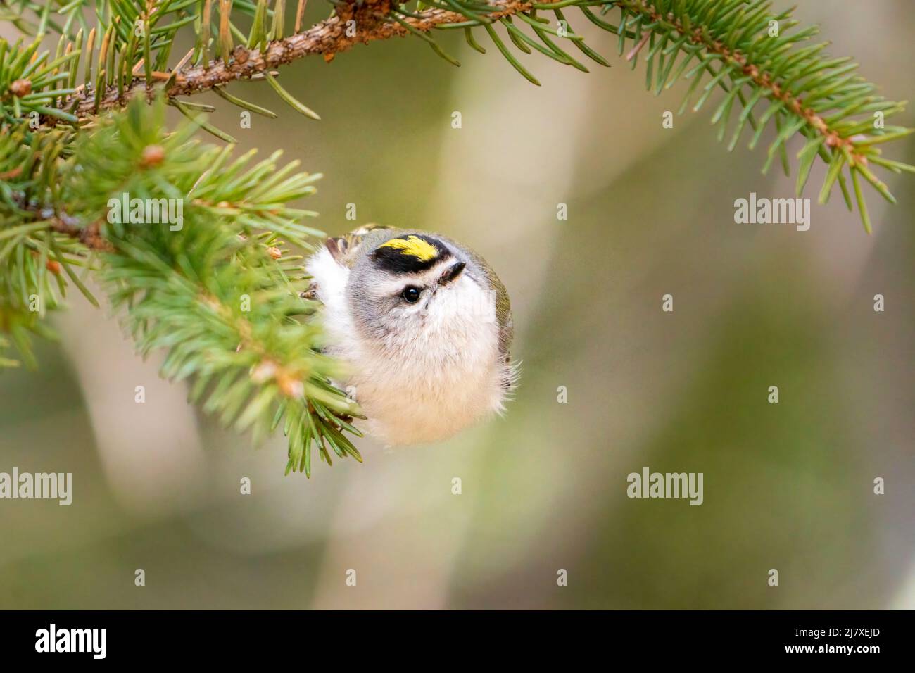 Ich fotografierte dieses Golden Crowned Kinglet während eines Nachmittagsspaziergangs mit meinem Hund in einem Naturschutzgebiet in der Nähe unseres Hauses in Door County Wisconsin. Stockfoto