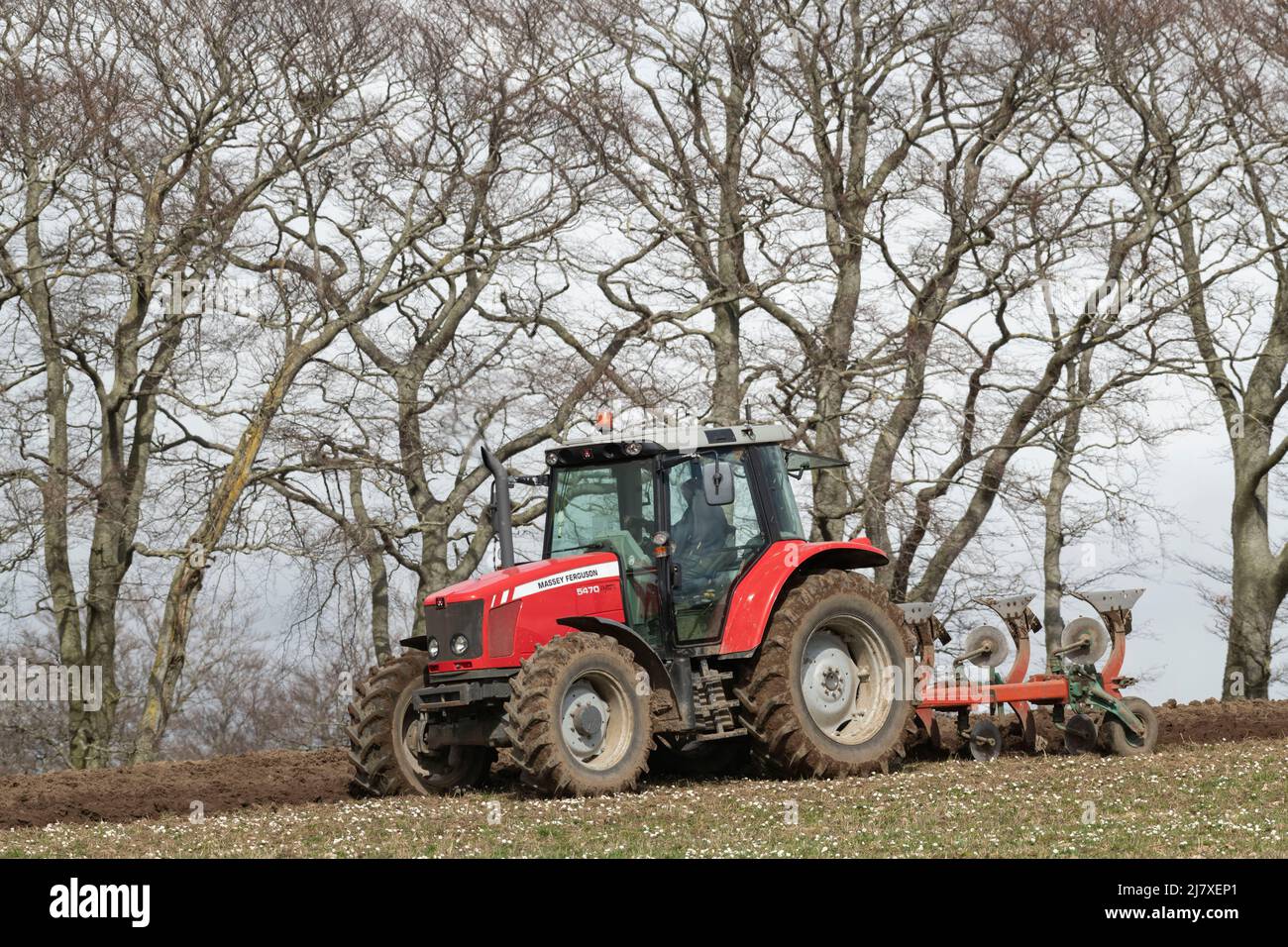 Ein Massey Ferguson-Traktor mit einem umkehrbaren Pflug, der im Frühjahr auf einem Feld vor einer Reihe von Buchenbäumen arbeitet Stockfoto