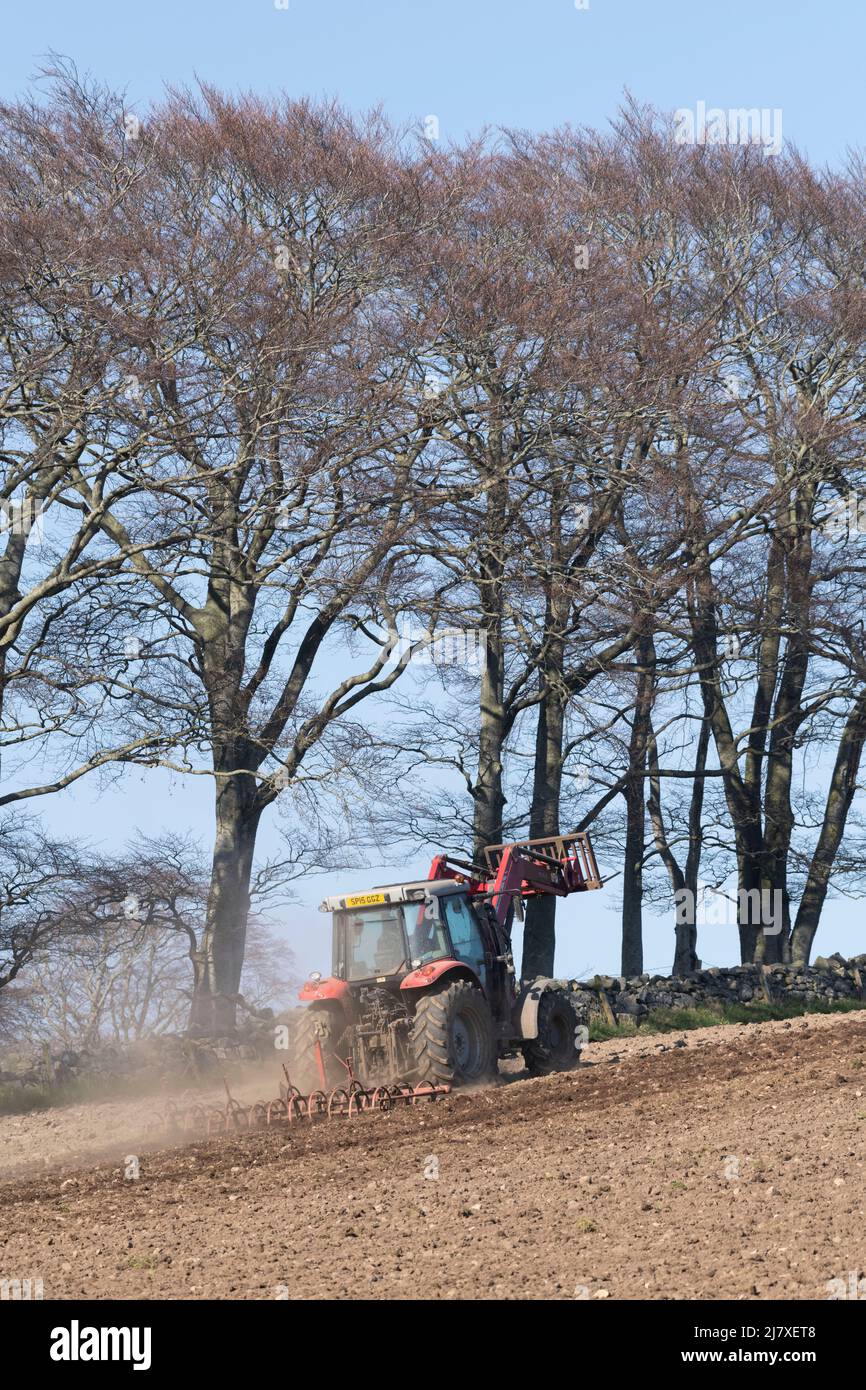 Ein Massey Ferguson-Traktor, der in Spring Sunshine mit Buchenbäumen (Fagus sylvatica) im Hintergrund einen Kulturator über ein gepflügtes Feld zieht Stockfoto