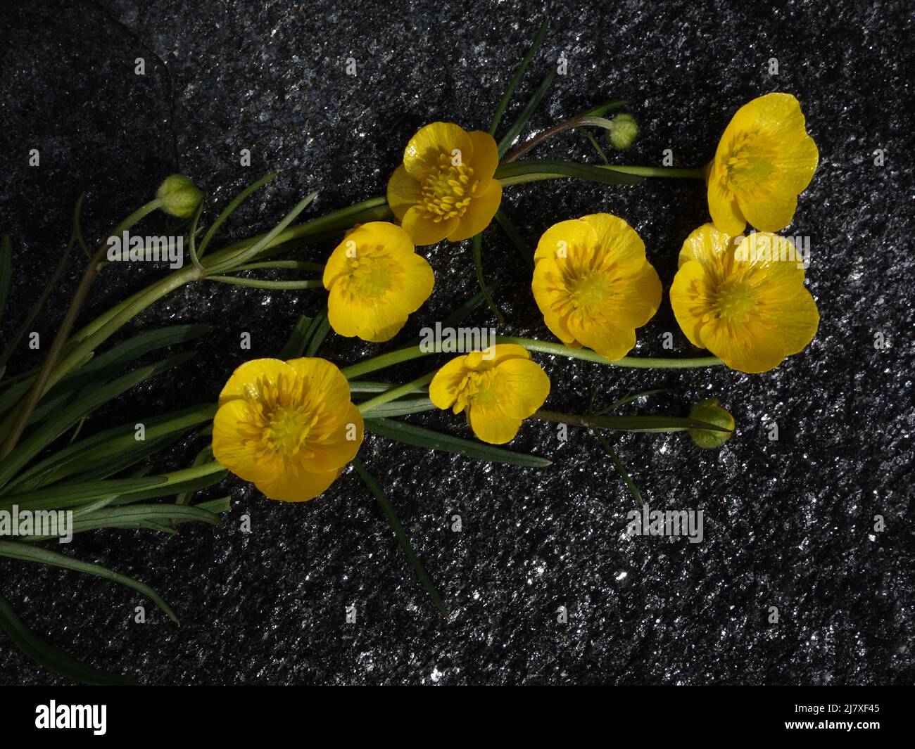 Engsoleie,Ranunculus Acris,Lamsehke,Smørblomst,großer Butterbecher,Sólja,WiesenButterbecher,gewöhnlicher Butterbecher,Bidende Ranunkel,riesiger Butterbecher,Smörblomma, Stockfoto