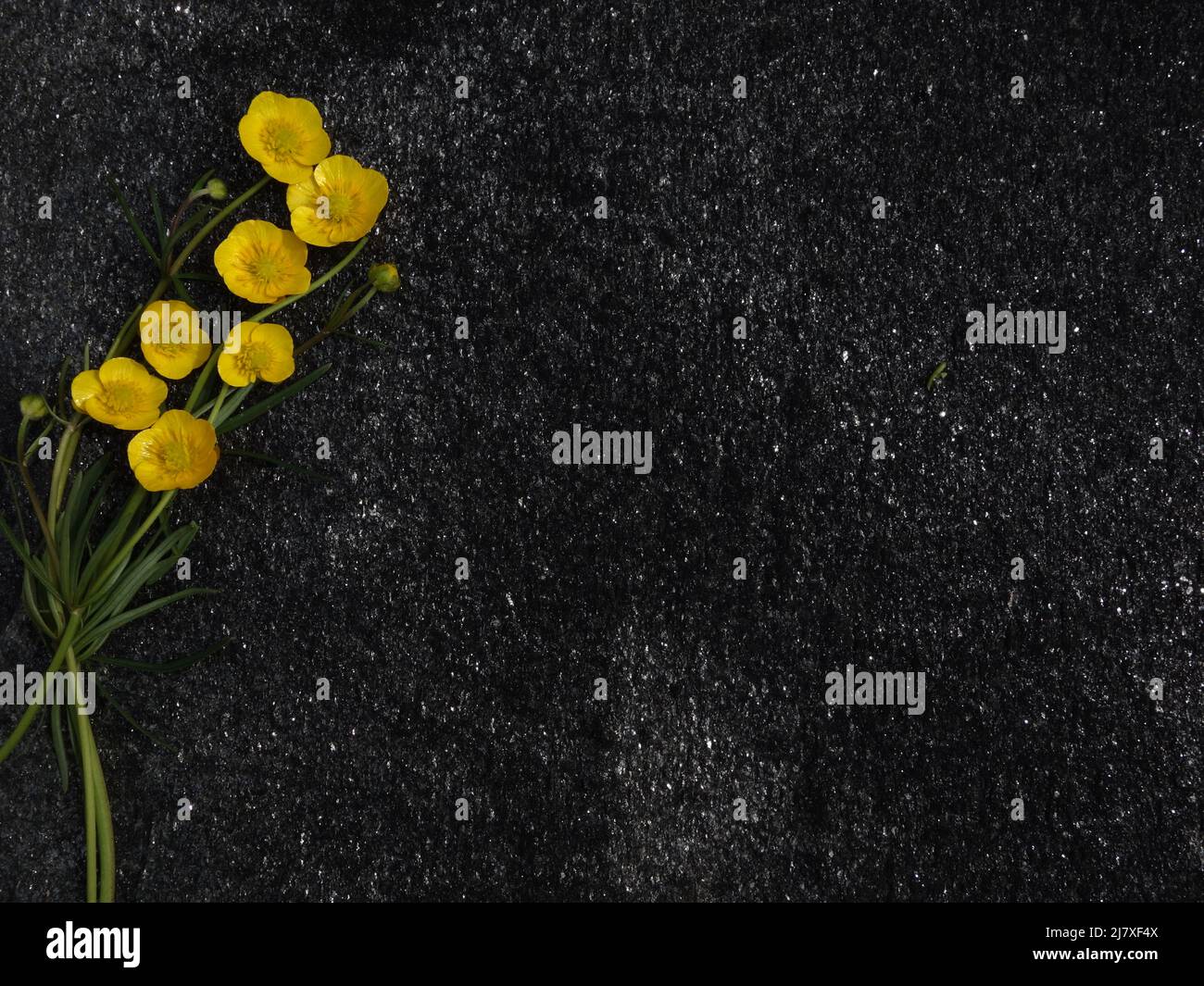 Engsoleie,Ranunculus Acris,Lamsehke,Smørblomst,großer Butterbecher,Sólja,WiesenButterbecher,gewöhnlicher Butterbecher,Bidende Ranunkel,riesiger Butterbecher,Smörblomma, Stockfoto