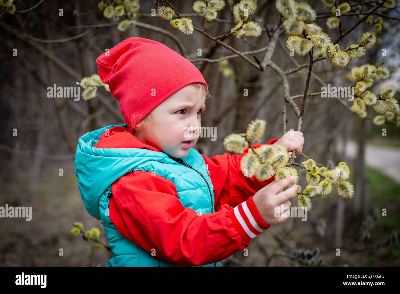 Spring, ein kleines Mädchen, das einen Ast mit geschwollenen Knospen in der Hand hält. Stockfoto