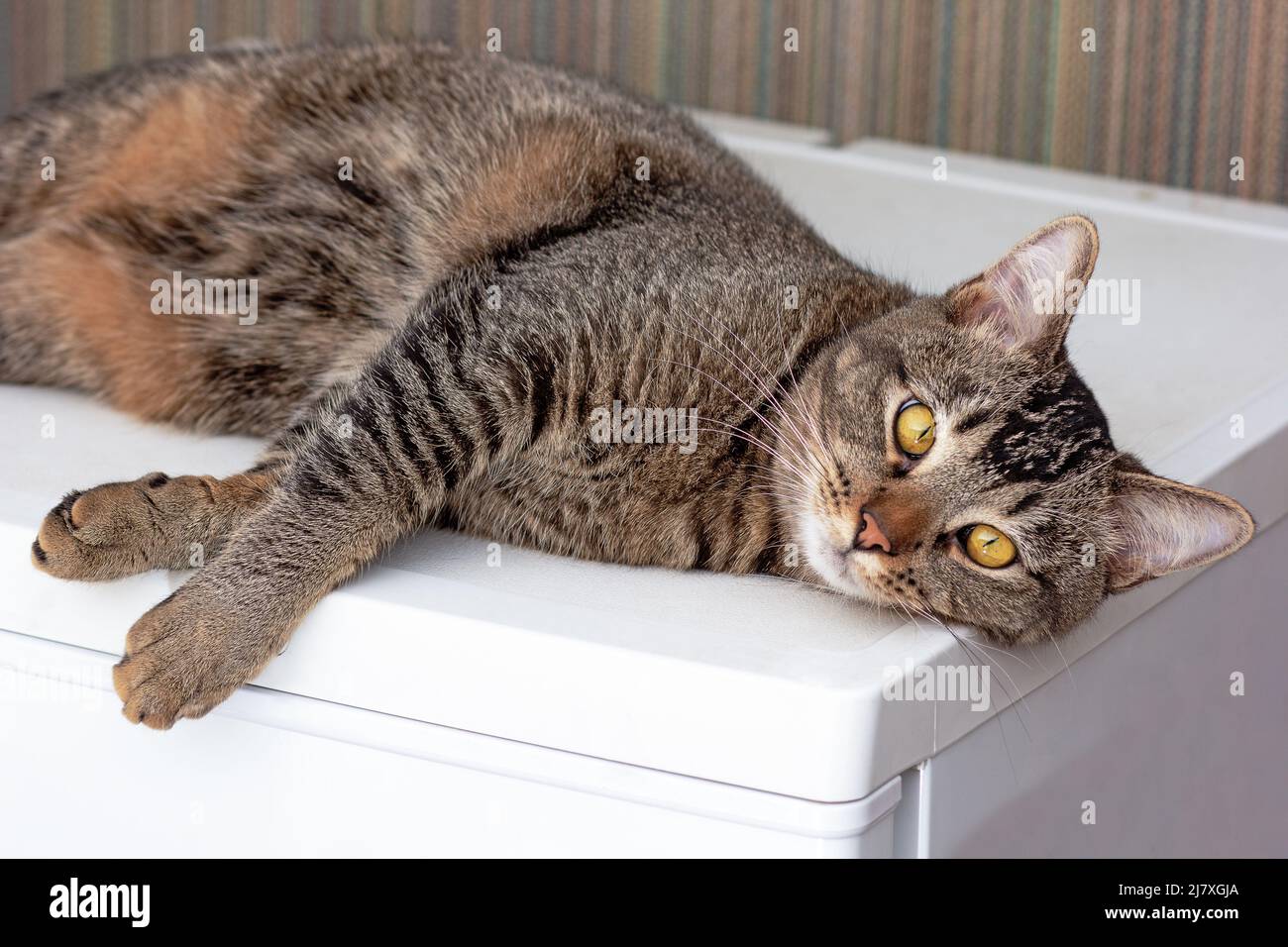 Katze liegt auf dem Kühlschrank Stockfoto
