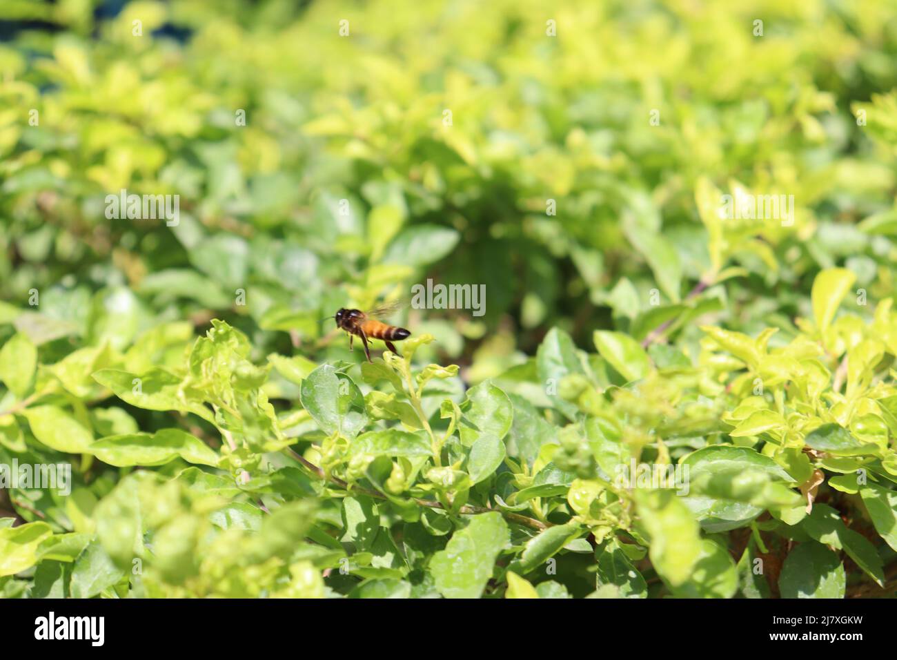 Honigbiene fliegend Grüne junge Blätter der Rote Bete wachsen in Gartenrübenblättern aus nächster Nähe Stockfoto
