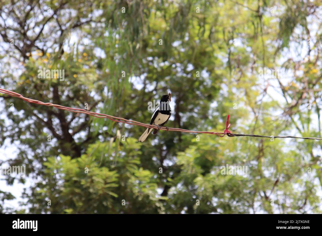 Orientalischer Magpie Robin Vogel auf Baum Stockfoto