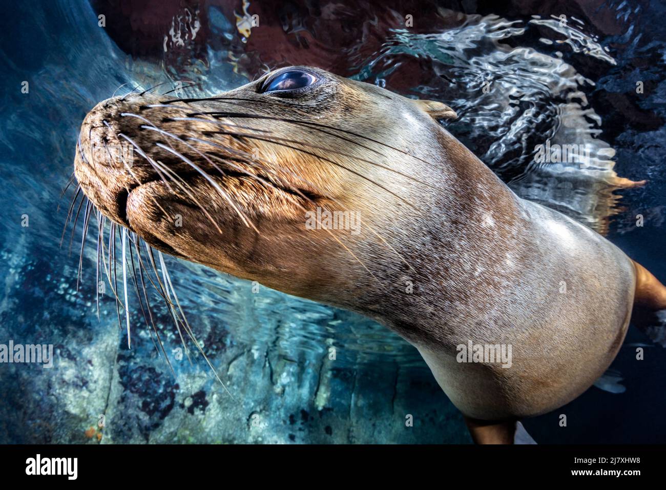 Kalifornischer Seelöwe (Zalophus californianus) in Los Islotes, Baja California Sur, Mexiko Stockfoto