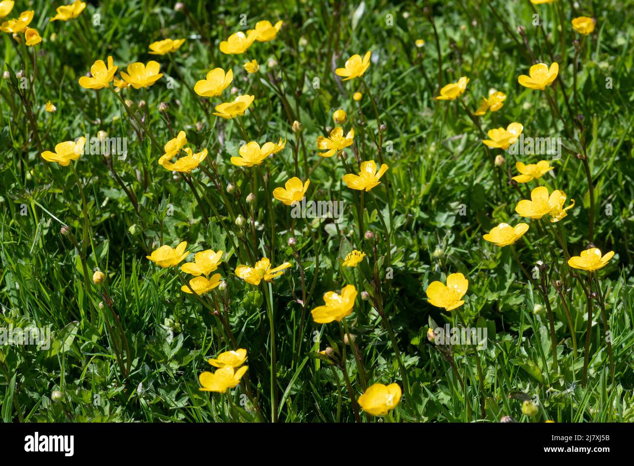 Butterblumen, gelbe Wildblumen, blühend auf einer feuchten Wiese im Mai, Hampshire, England, Großbritannien Stockfoto