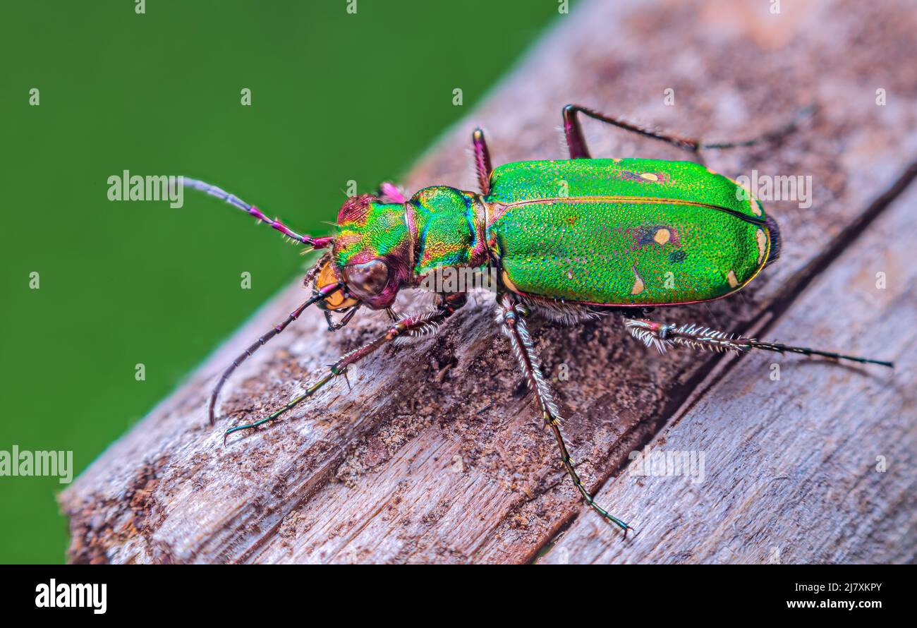 Green Tiger Beetle - Cicindela campestris, Hintergrund mit Käfer Stockfoto