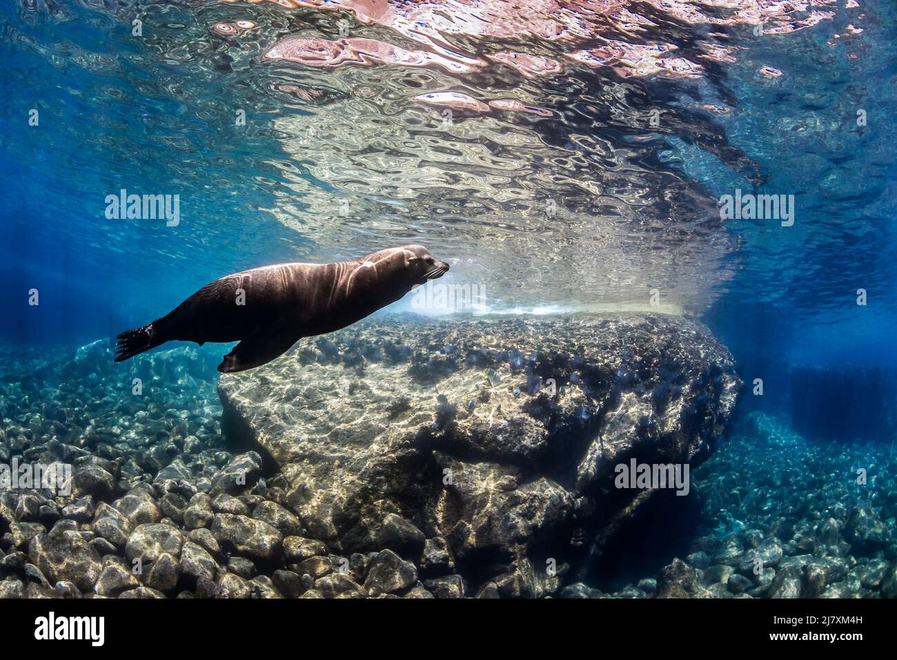 Kalifornischer Seelöwe (Zalophus californianus) in Los Islotes, Baja California Sur, Mexiko Stockfoto