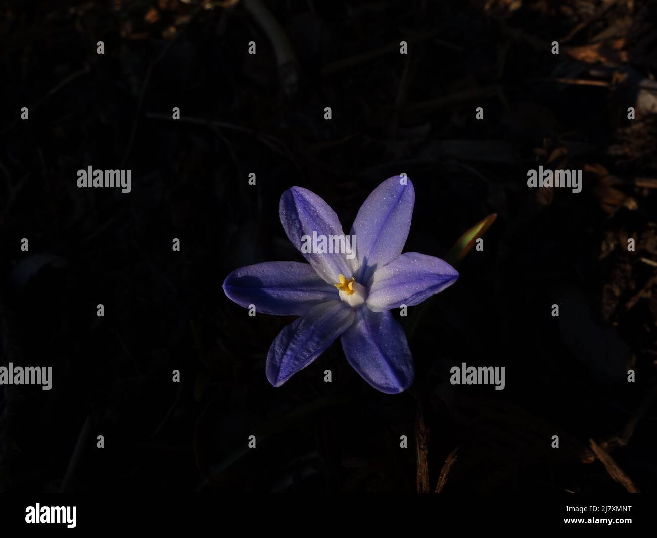 Chionodoxa forbesii ist der Scilla siberica sehr ähnlich, aber die Farbe der Schneesternblätter ist in der Mitte weiß und dann blau. Stockfoto