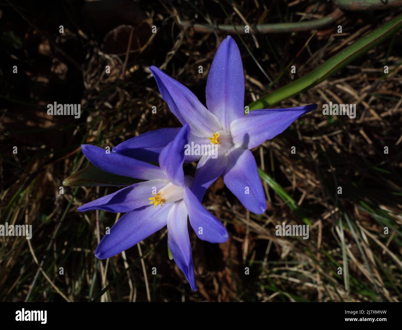 Chionodoxa forbesii ist der Scilla siberica sehr ähnlich, aber die Farbe der Schneesternblätter ist in der Mitte weiß und dann blau. Stockfoto