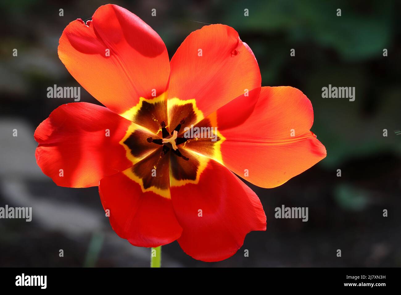 Nahaufnahme einer schönen sonnenbeleuchteten roten Tulpe mit weit geöffneten Blütenblättern vor dunklem Hintergrund Stockfoto