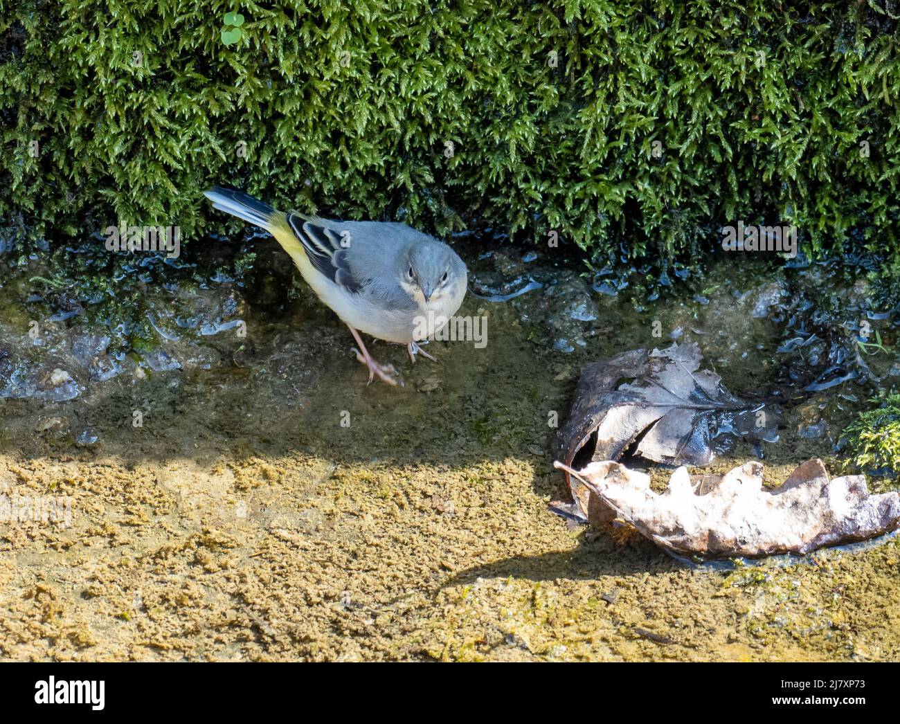 Ein noch jungen Grey Wagtail, Motacilla cinerea, im Ausfluss des swittland Reservoirs, Leicestershire, Großbritannien. Stockfoto