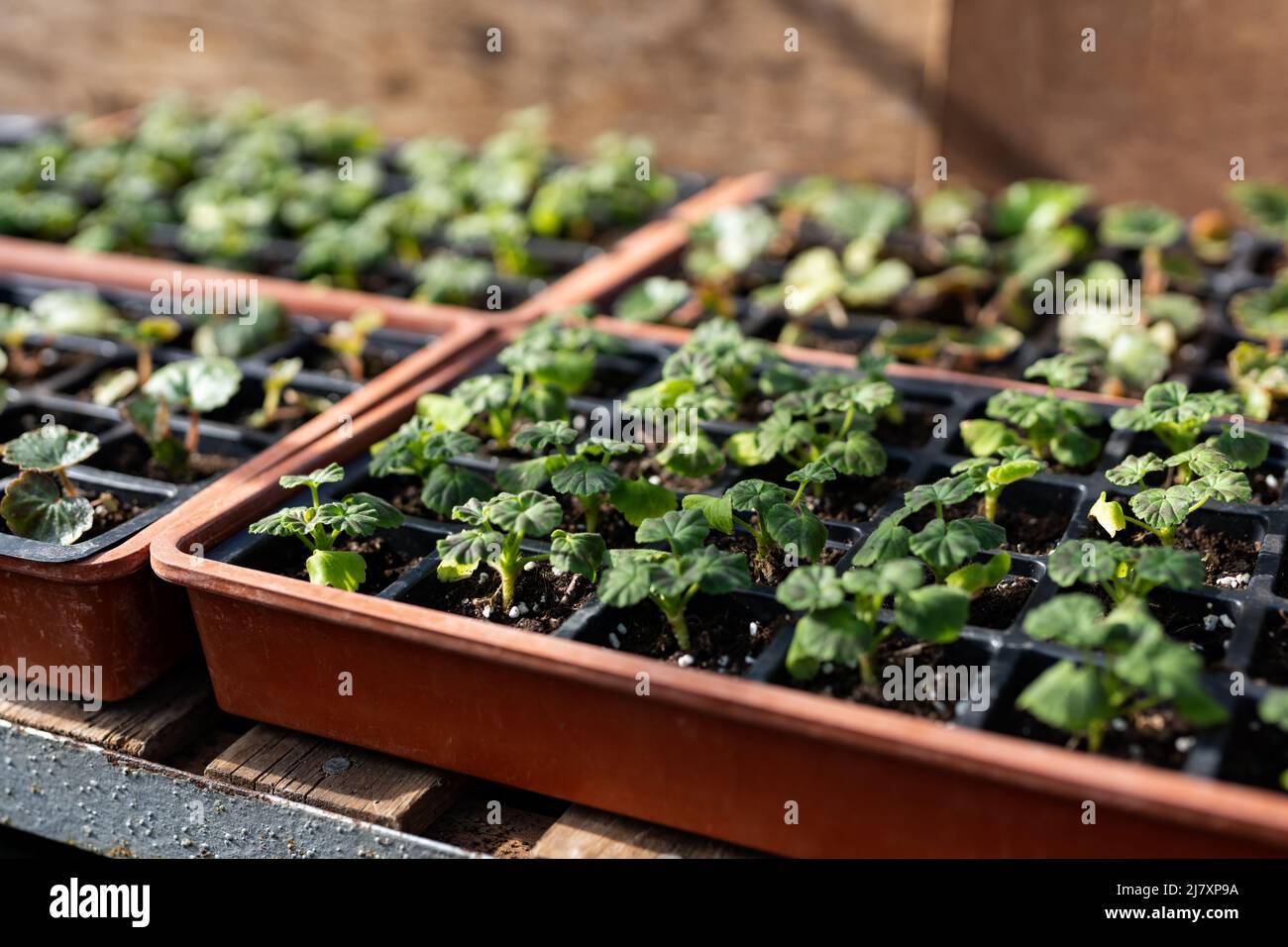 Gemüsepflanzensäffel, die in einem Gewächshaus keimen. Selbst erwachsen, autark, organisches Konzept Stockfoto