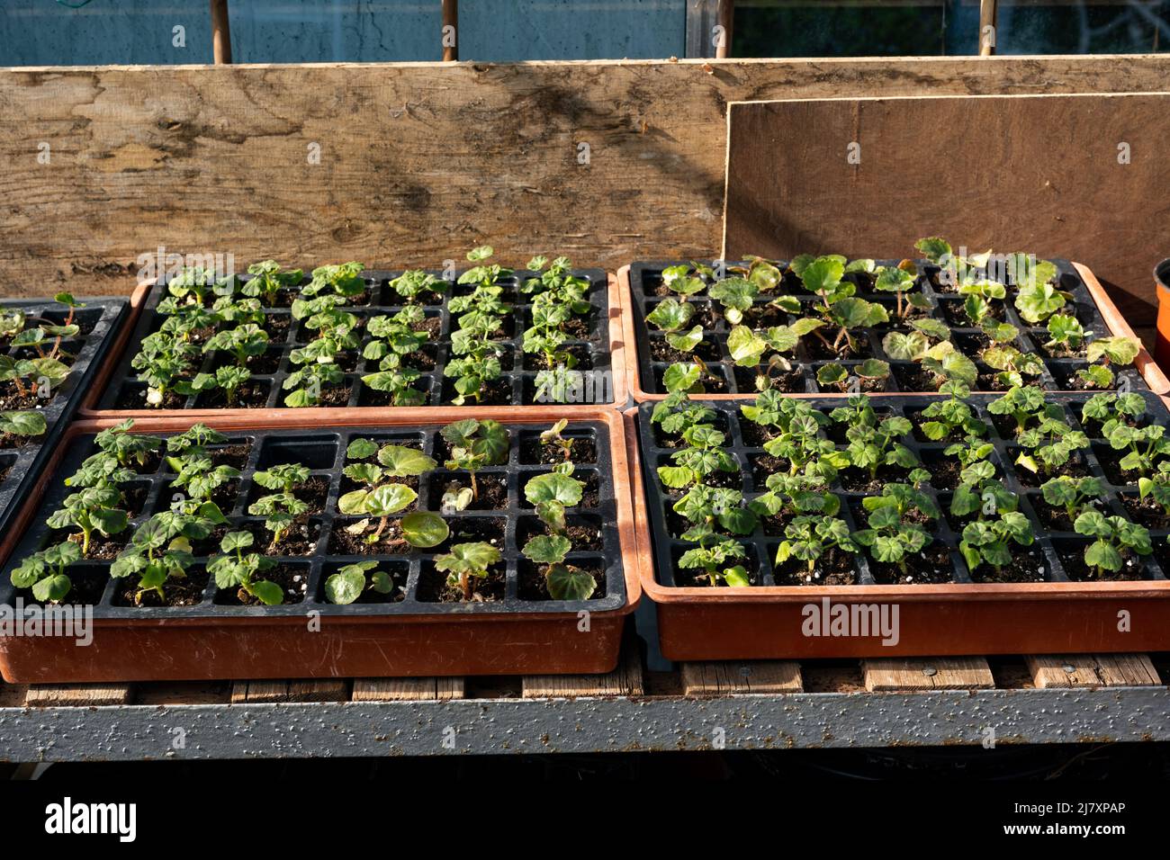Gemüsepflanzensäffel, die in einem Gewächshaus keimen. Selbst erwachsen, autark, organisches Konzept Stockfoto