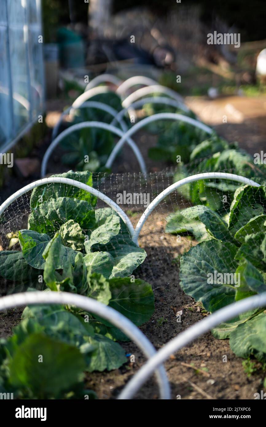 Junge Kohlreihen, die in einem Garten angebaut werden. Sie sind mit Netzen abgedeckt, um sie vor Schädlingen wie Schnecken und Vögeln zu schützen Stockfoto