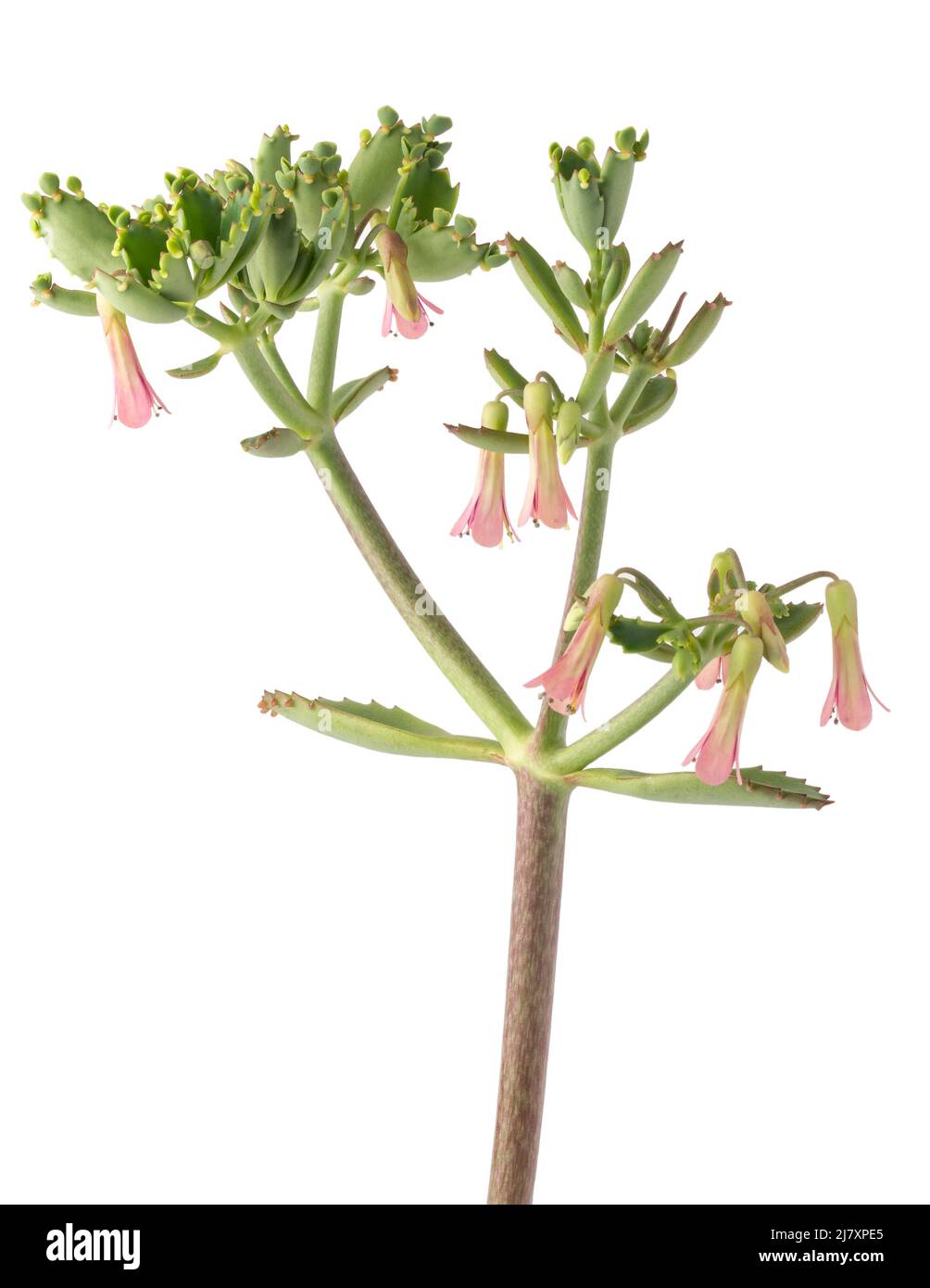 Alligatorpflanze mit Blumen, auch bekannt als Teufelsrückgrat, Mutter von Tausenden oder mexikanischer Hut, glockenförmige rosa Blüten isoliert auf weiß Stockfoto