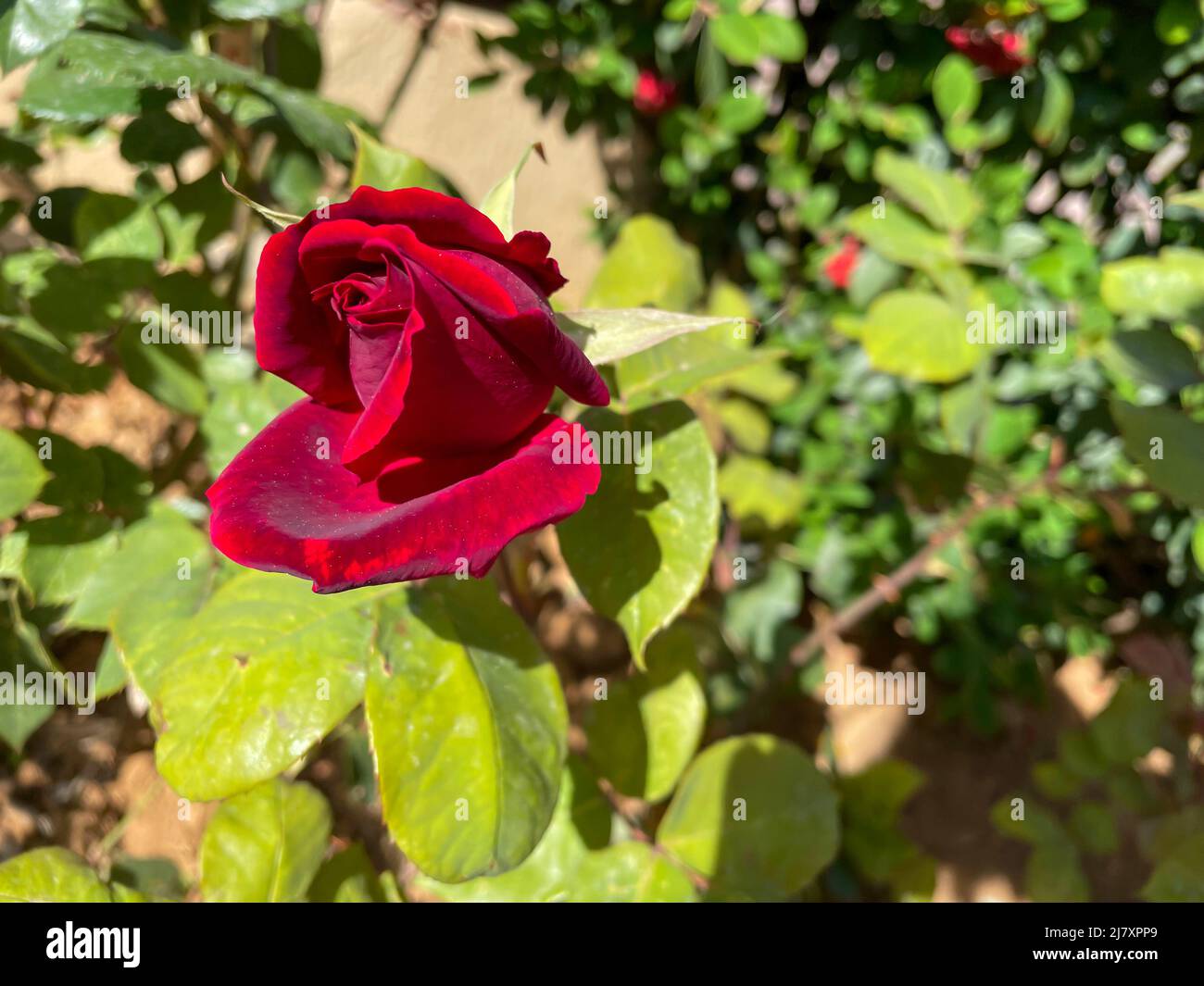 Nahaufnahme der roten Knospenrose mit verschwommenem grünen Hintergrund, roter Rosenstrauch, der im sonnigen Garten blüht Stockfoto