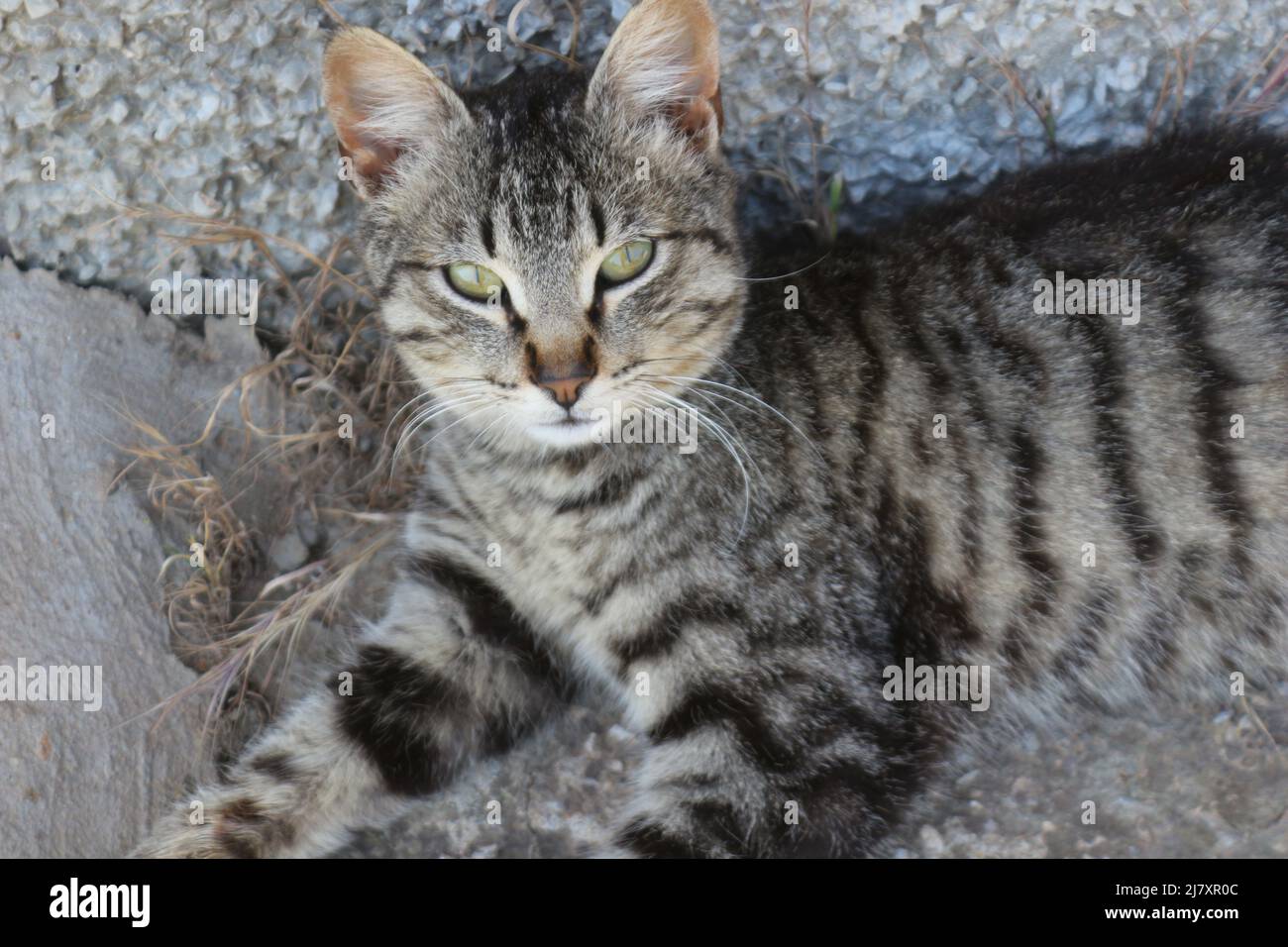 Graues Tabby Kat. Stockfoto